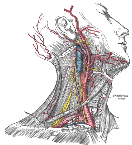 arteries-of-the-neck-trialexhibits-inc