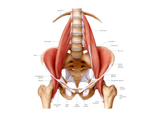 The Psoas and why it is so important post image