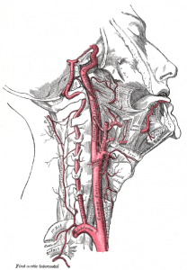Grays neck arteries